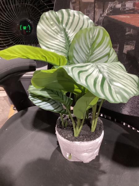 Lot # 300 allen + roth Indoor Artificial Calathea Plant $25