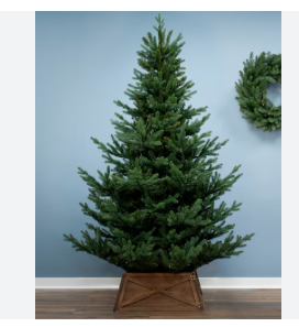Lot # 1566 4´ giant pine christmas tree $180